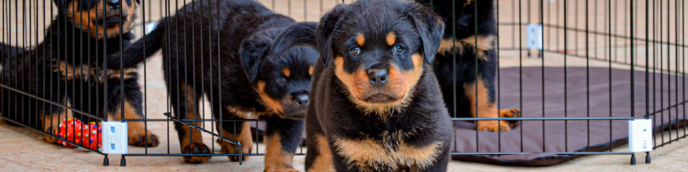 Recinti, gabbie e gattaiole