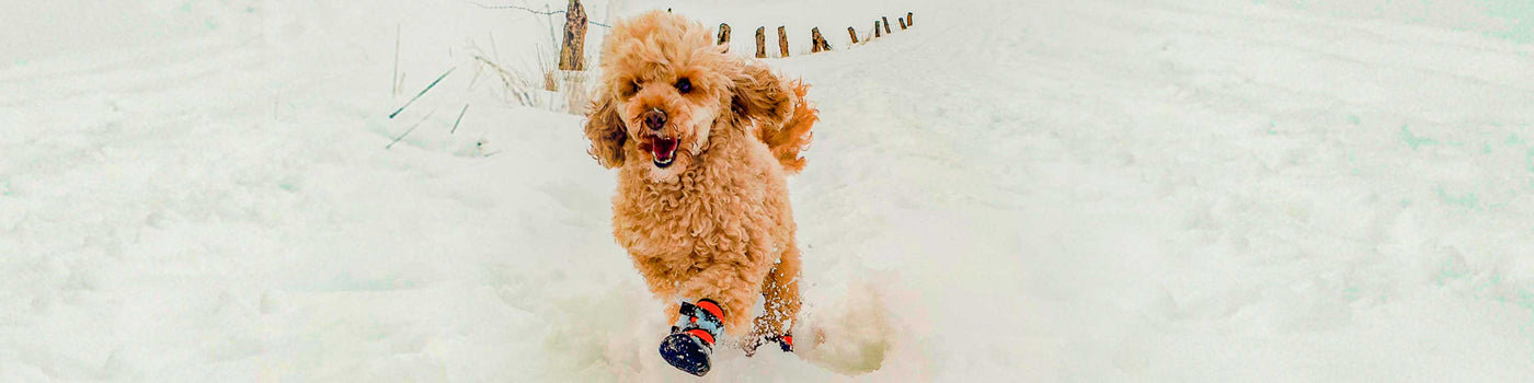 Scarpine antiscivolo per cani online