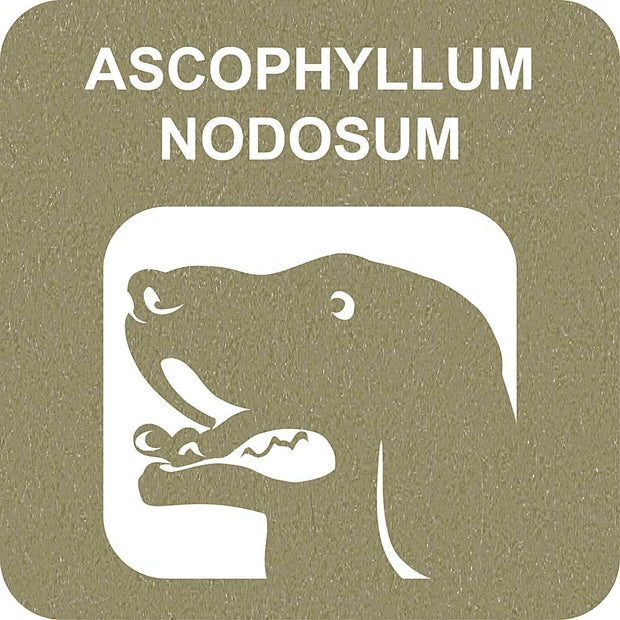 100% SNACK RIEMPIBILE - TOOTHBRUSH ASCOPHILLUM