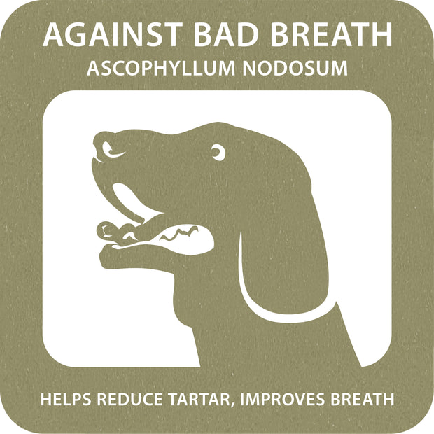 100% SNACK RIEMPIBILE - TOOTHBRUSH ASCOPHILLUM